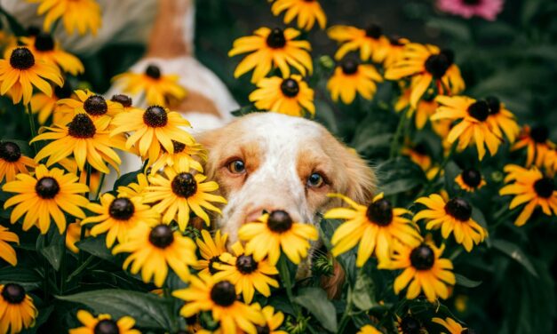 Mon chien a des aoûtats : symptômes et traitements