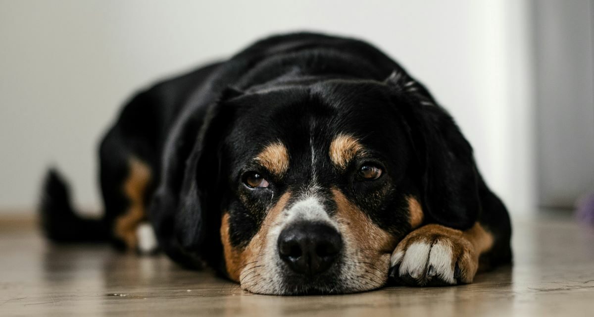 Diarrhée du chien : causes, solutions et signes d’alerte