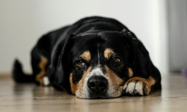Diarrhée du chien : causes, solutions et signes d’alerte