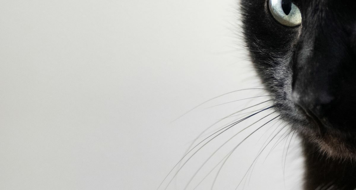 MICI chez le chat : symptômes, causes et solutions