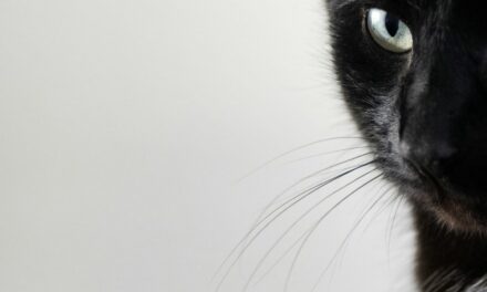 MICI chez le chat : symptômes, causes et solutions