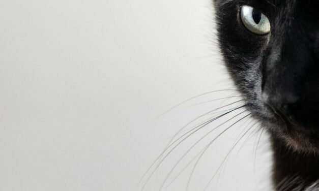 MICI chez le chat : symptômes, causes et solutions