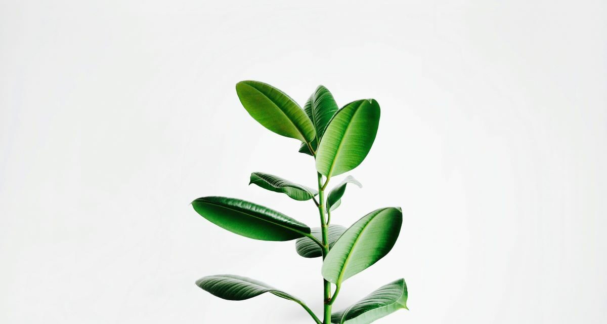 Plantes toxiques chez le chat : lesquelles éviter absolument ?