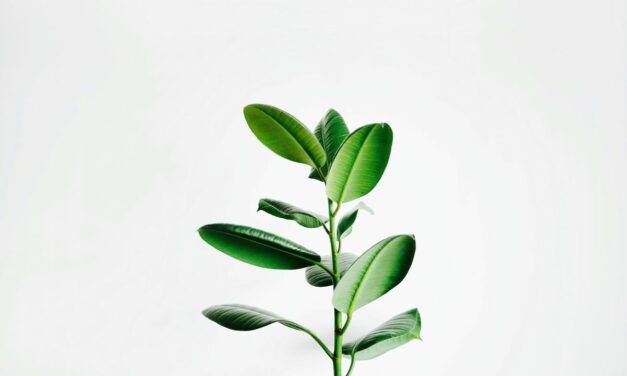 Plantes toxiques chez le chat : lesquelles éviter absolument ?