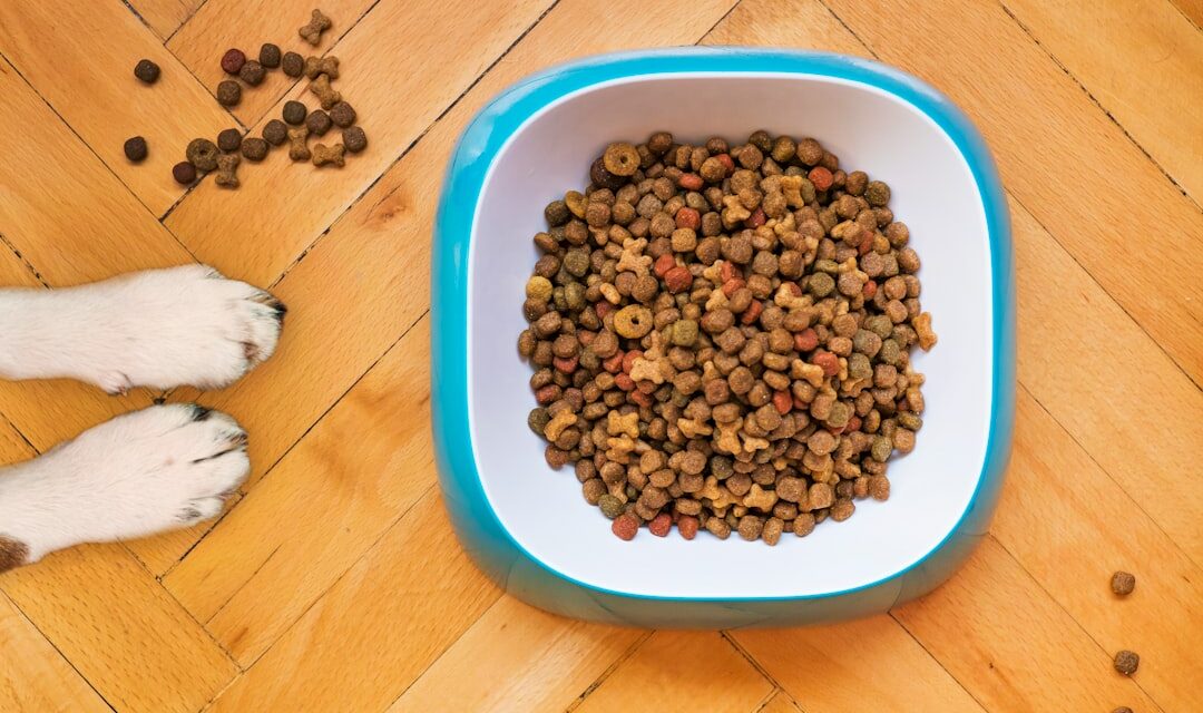 Diarrhée après un changement de croquettes : que faire ?