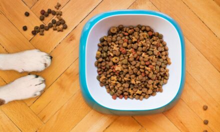 Diarrhée après un changement de croquettes : que faire ?
