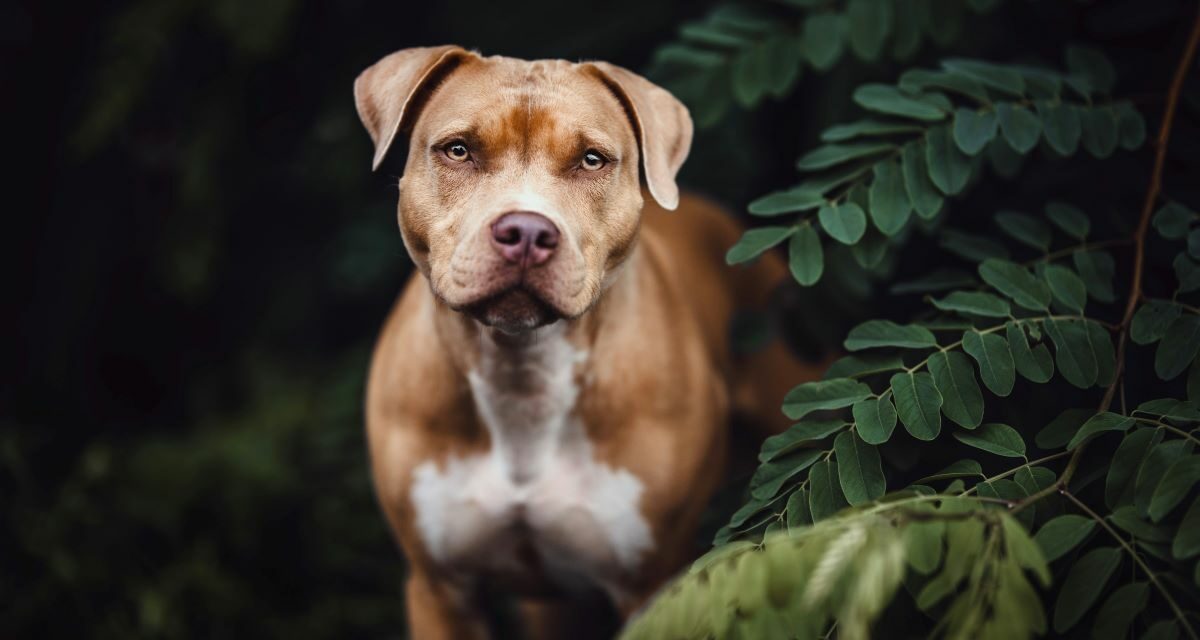 Vermifuge du chien : le bon rythme selon son âge