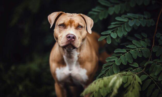 Vermifuge du chien : le bon rythme selon son âge