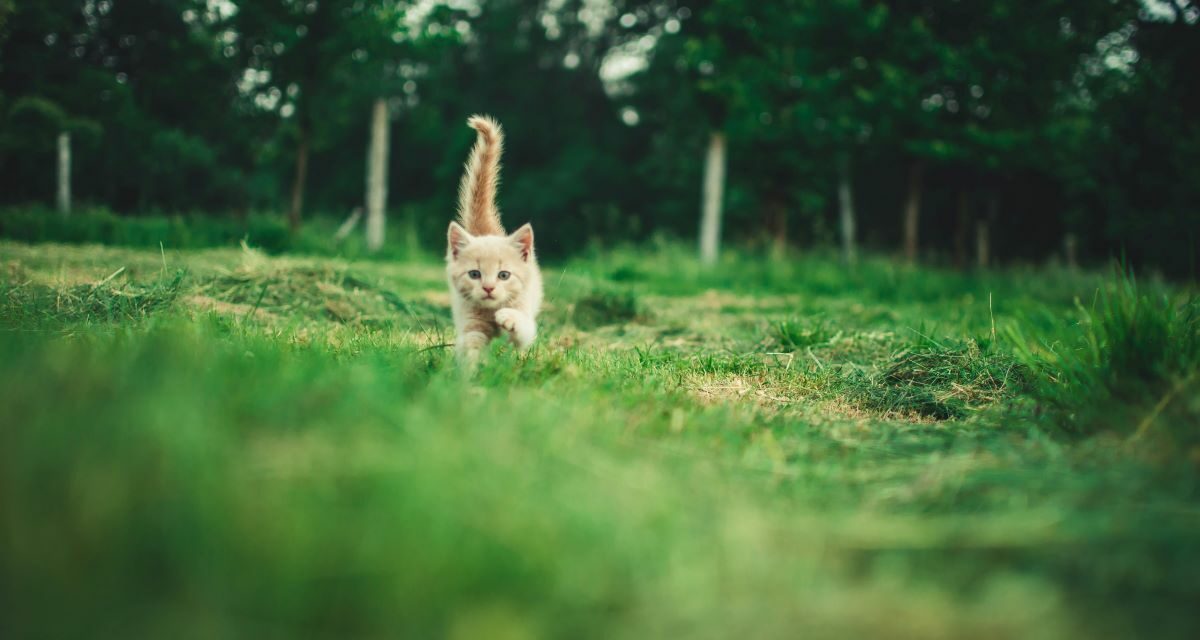 Anti puce naturel pour chat : comment protéger son félin ?