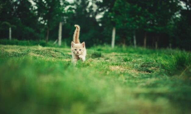 Anti puce naturel pour chat : comment protéger son félin ?