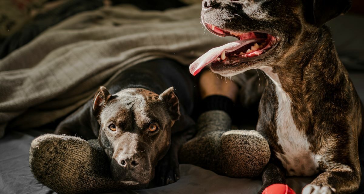 Quels antipuces naturels choisir pour son chien ?