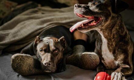 Quels antipuces naturels choisir pour son chien ?