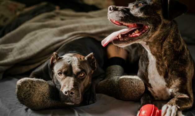 Quels antipuces naturels choisir pour son chien ?