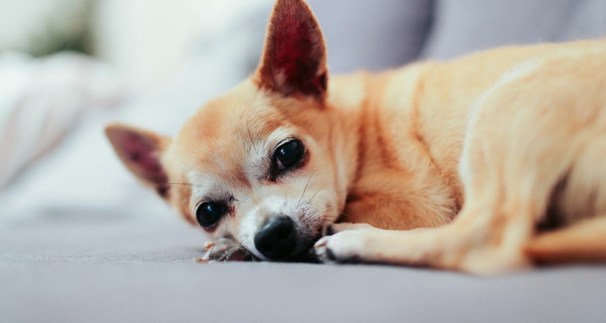 Mon chien ne supporte pas la solitude : solutions et thérapie comportementale