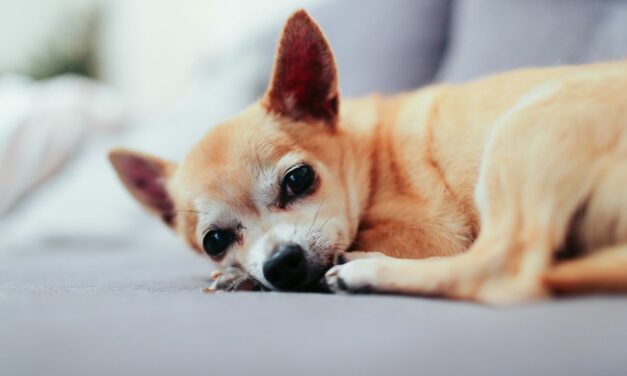 Mon chien ne supporte pas la solitude : solutions et thérapie comportementale