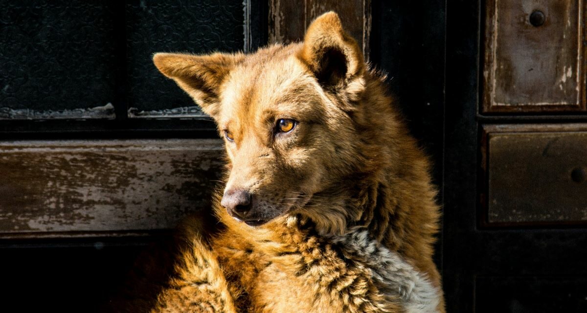 Comment reconnaître l’arthrose chez le chien ?
