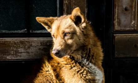 Arthrose du chien : symptômes, diagnostic et traitements