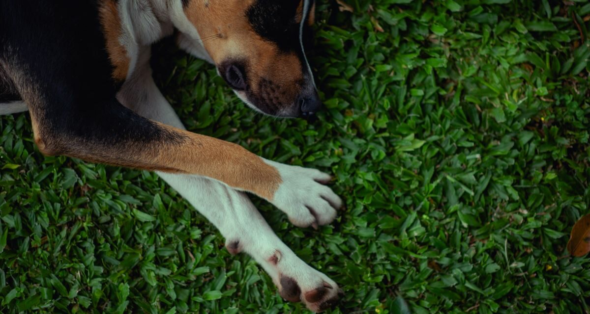 Quels remèdes naturels pour soulager l’arthrose du chien ?