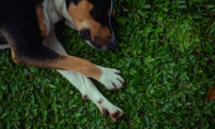 Quels remèdes naturels pour soulager l’arthrose du chien ?