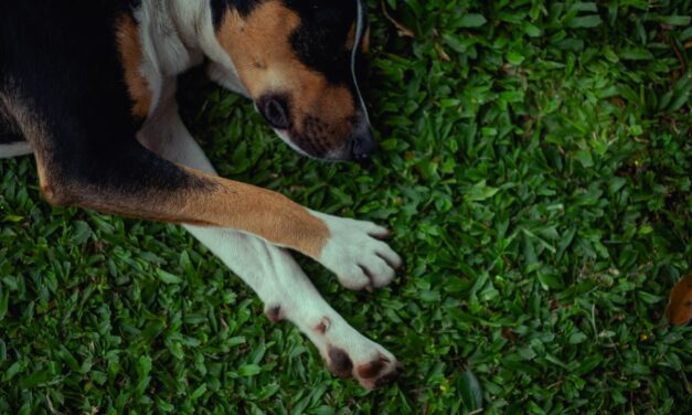 Quels remèdes naturels pour soulager l’arthrose du chien ?