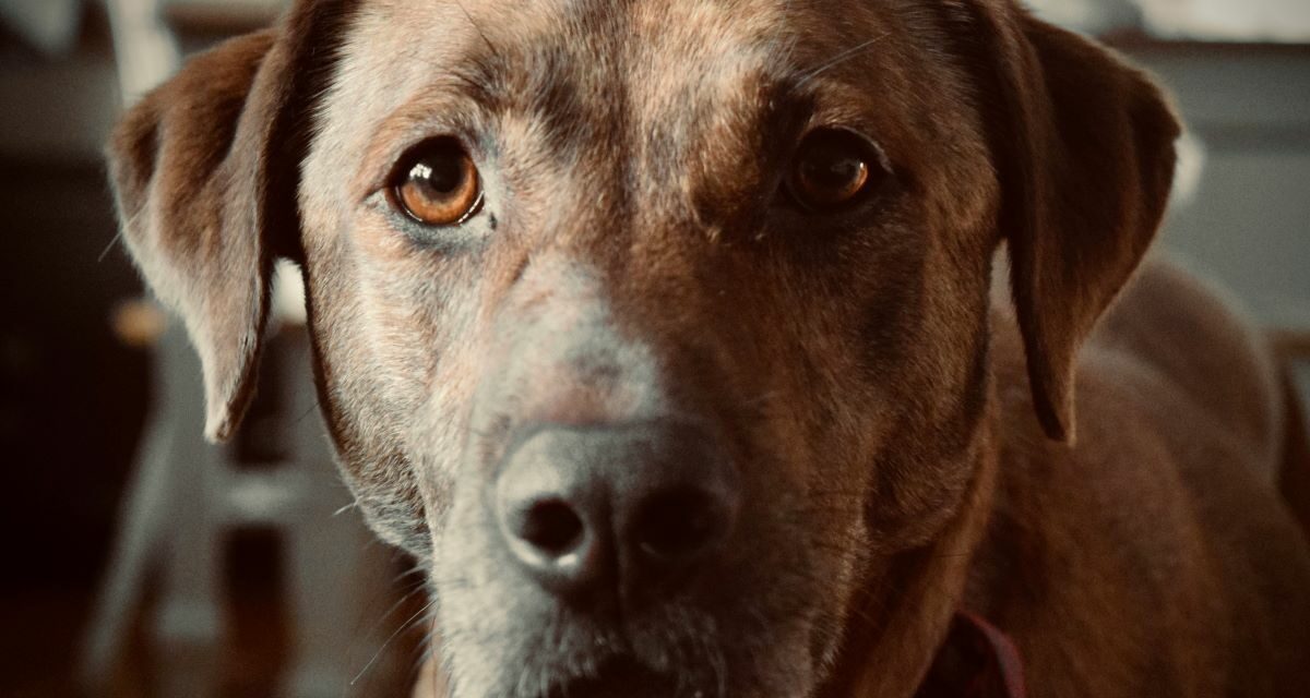 Pourquoi réaliser un bilan senior chez le chien ?