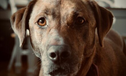 Pourquoi réaliser un bilan senior chez le chien ?