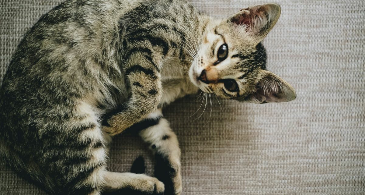 Boules de poils chat : que faire pour les éviter ?