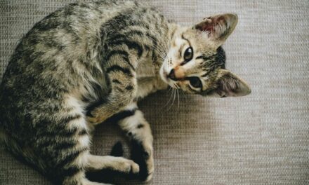 Boules de poils chat : que faire pour les éviter ?