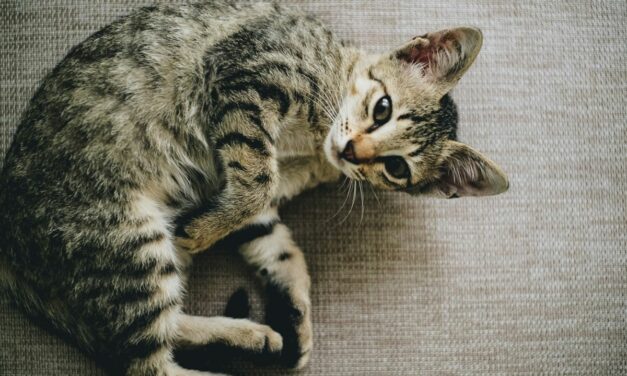Boules de poils chat : que faire pour les éviter ?