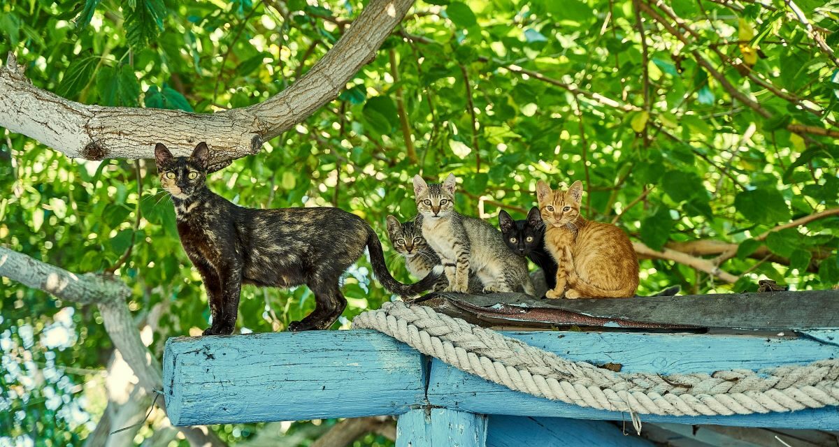 Quels sont les symptômes du vieillissement chez le chat ?