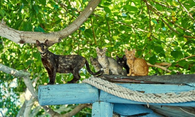 Quels sont les symptômes du vieillissement chez le chat ?