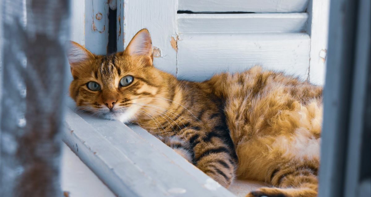 Pourquoi un chat d’appartement peut avoir des puces ?