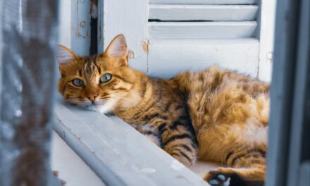 Chat d’appartement et puces : quelle prévention prévoir ?