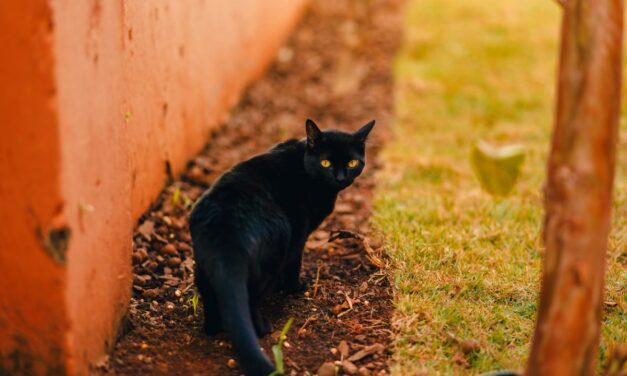 Pourquoi votre chat fait-il pipi en dehors de sa litière ?