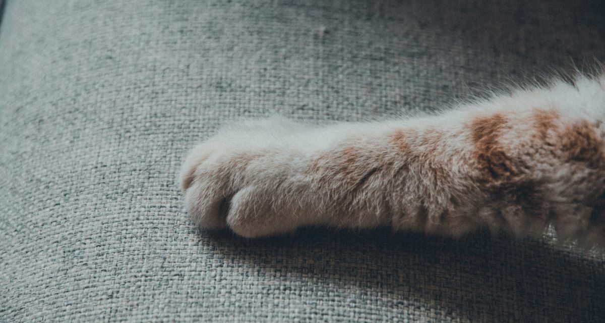 Pourquoi votre félin s&rsquo;attaque-t-il au canapé et comment protéger votre intérieur ?