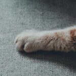 Pourquoi votre félin s&rsquo;attaque-t-il au canapé et comment protéger votre intérieur ?