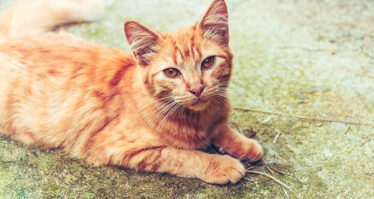 Chat âgé qui maigrit : quelles causes possibles ?