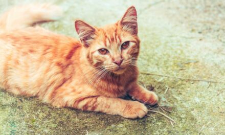 Chat âgé qui maigrit : quelles causes possibles ?