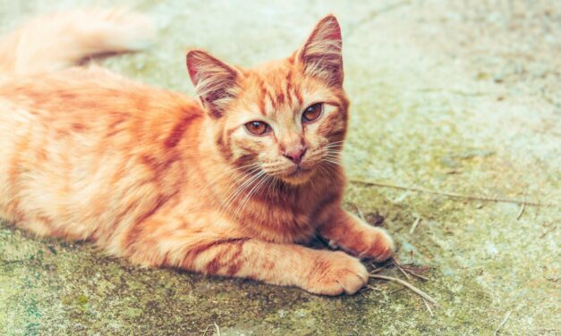Chat âgé qui maigrit : quelles causes possibles ?