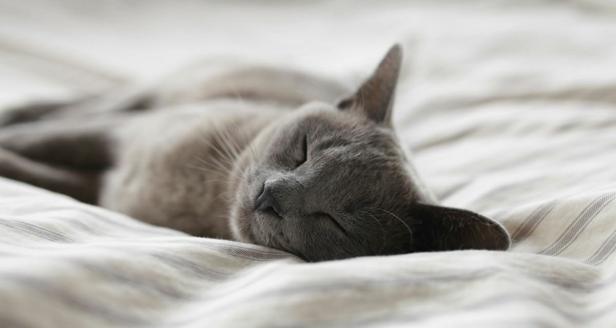 Mon chat ne mange plus : pourquoi c’est urgent