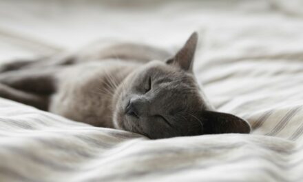 Mon chat ne mange plus : pourquoi c’est urgent