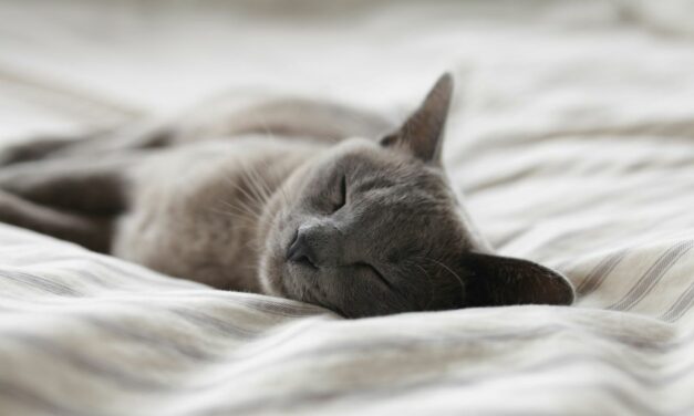 Mon chat ne mange plus : pourquoi c’est urgent