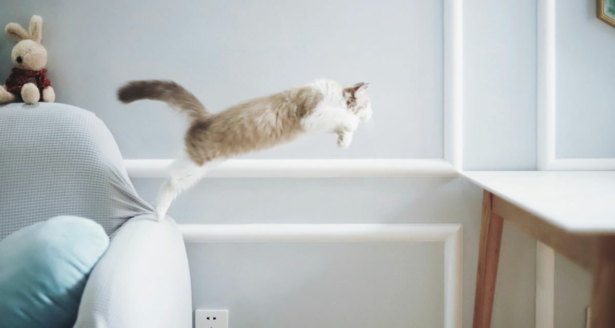 Pourquoi votre chat senior ne parvient-il plus à grimper en hauteur ?