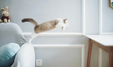 Mon chat âgé a du mal à sauter : comment l’aider ?
