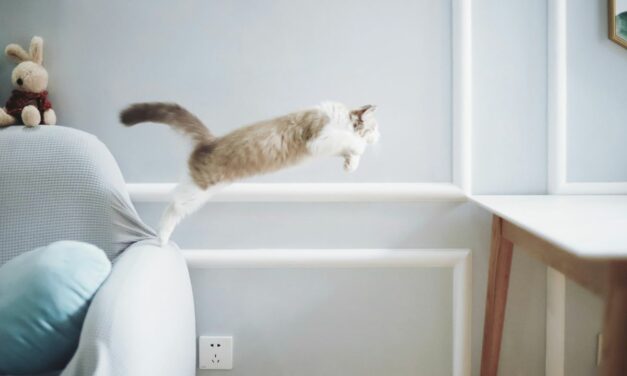 Pourquoi votre chat senior ne parvient-il plus à grimper en hauteur ?