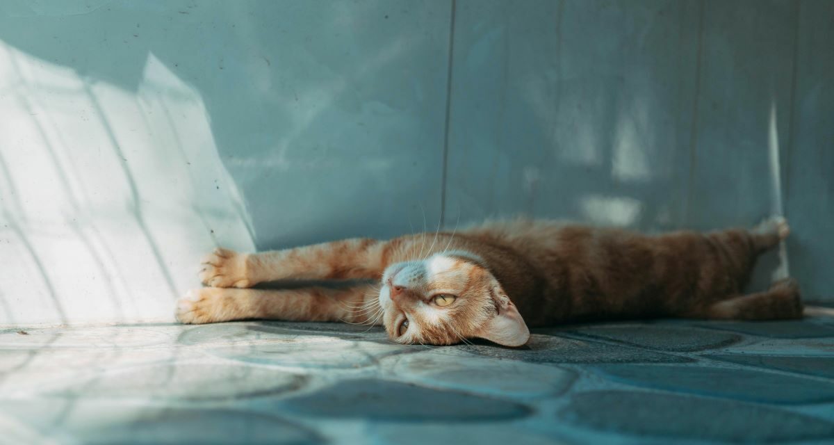 Mon chat âgé urine à côté de sa caisse : le guide de la litière adaptée