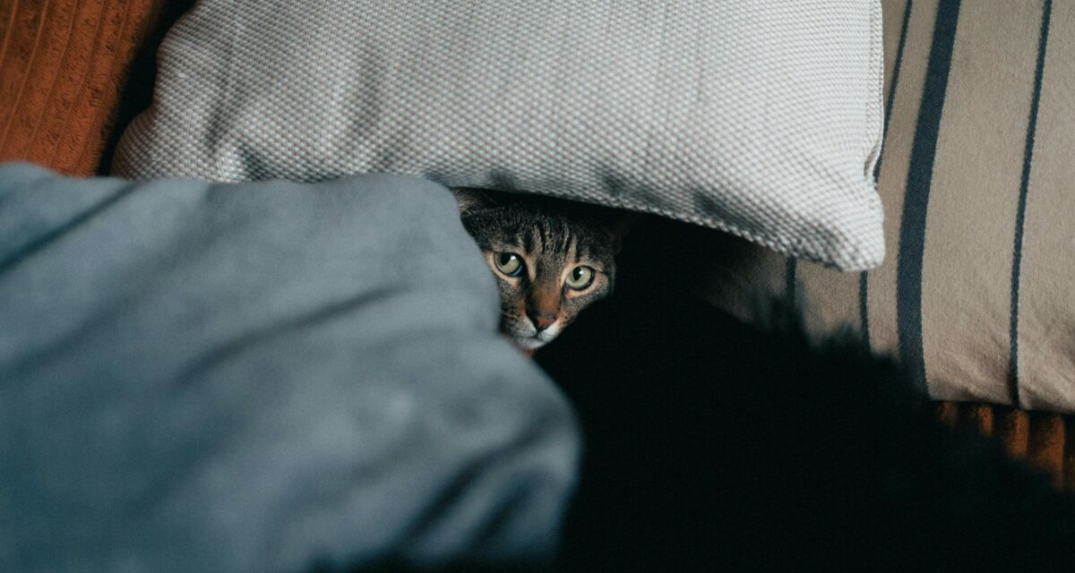 Chat stressé : quel remède naturel choisir ?