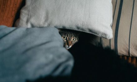 Chat stressé : quel remède naturel choisir ?