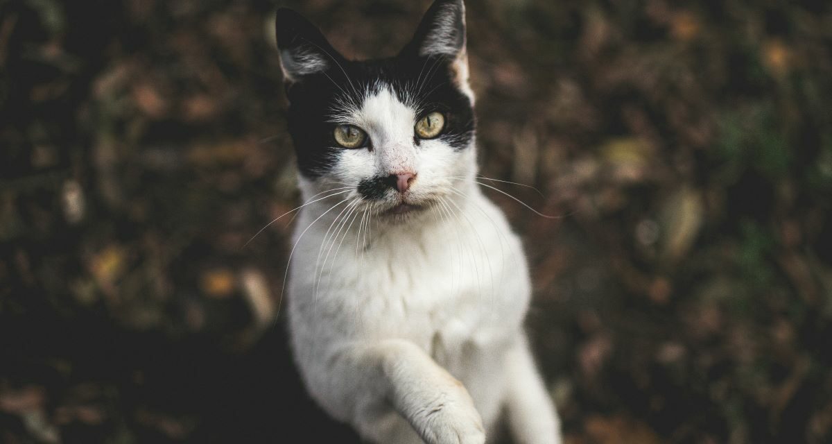 Pourquoi votre chat urine-t-il hors de sa caisse et comment réagir ?