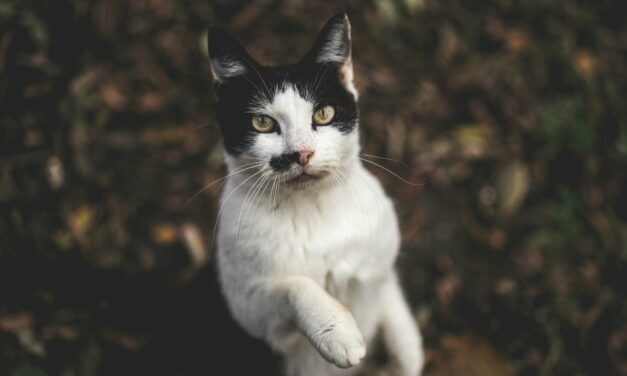 Pourquoi votre chat urine-t-il hors de sa caisse et comment réagir ?